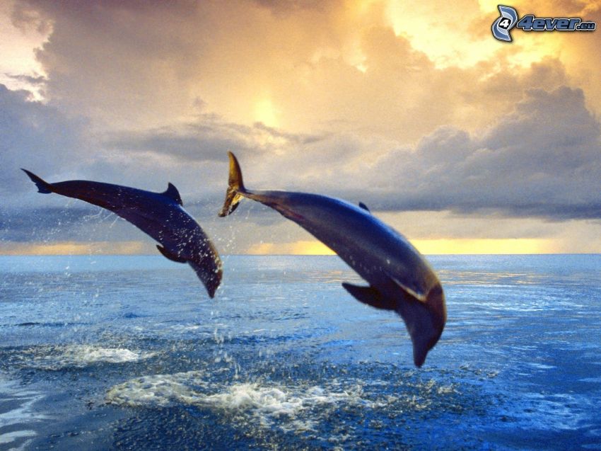 delfiny, morze, niebo