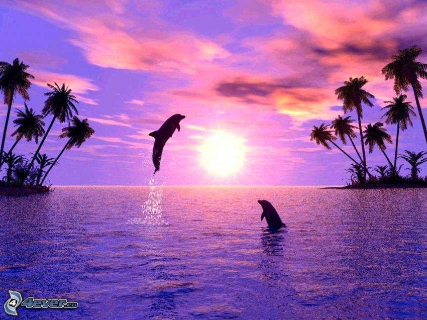 delfiny, skaczący delfin, Zachód słońca nad morzem, palmy, sylwetki