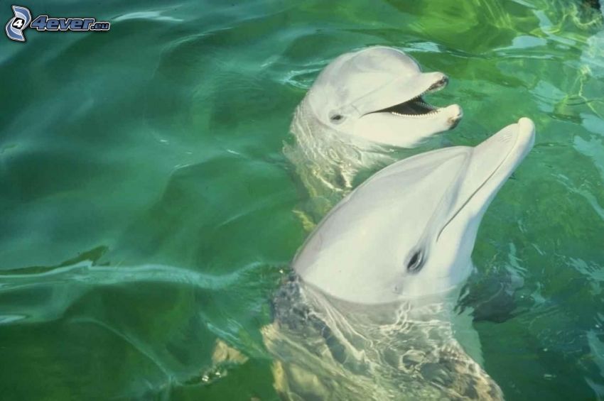 delfiny, woda