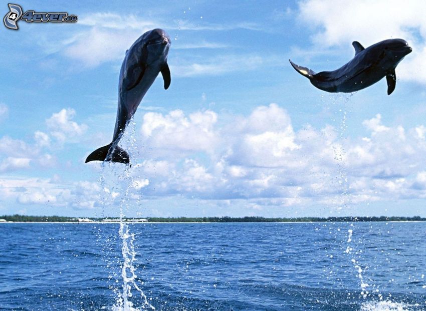 delfiny, wyskok, woda
