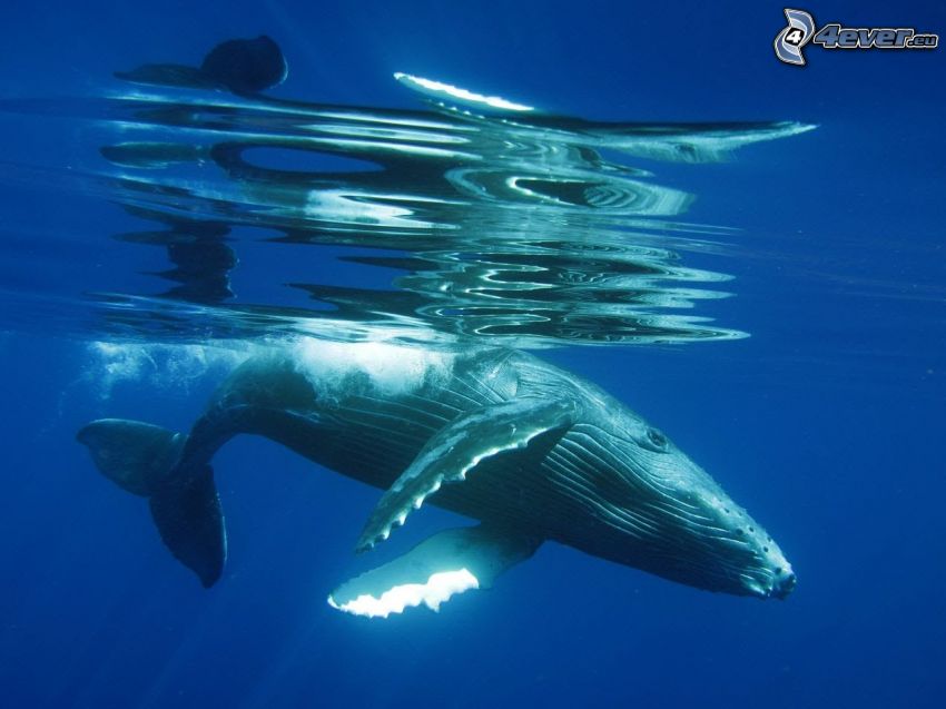 garbus wieloryb, powierzchnia wody