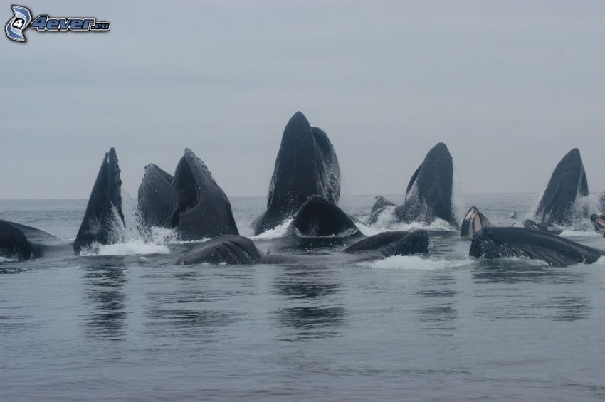 garbus wieloryb, wieloryby