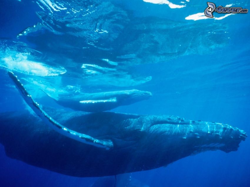 garbus wieloryb