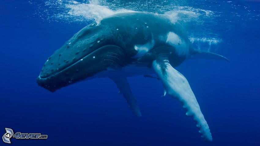 garbus wieloryb