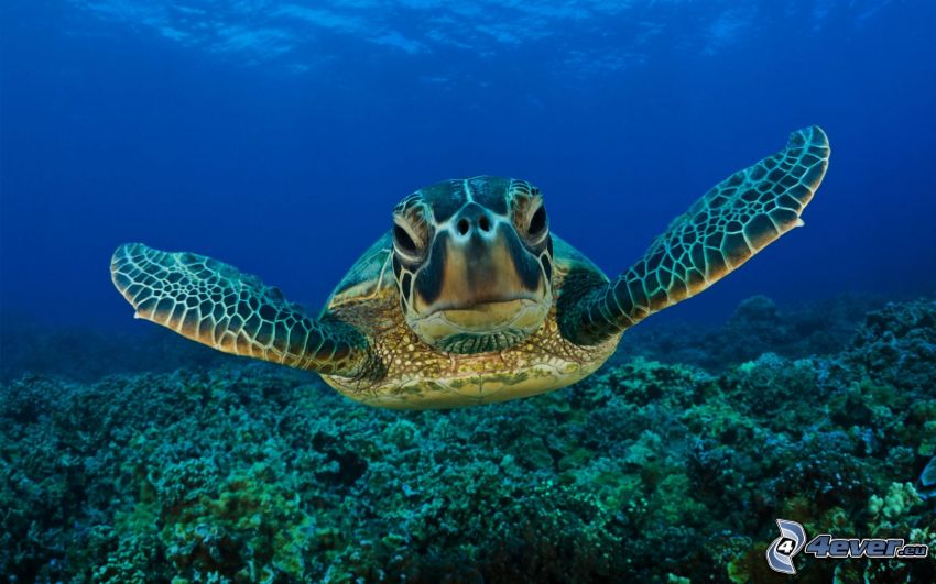 morski żółw