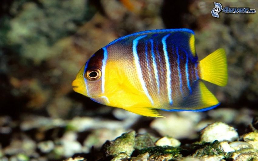 niebiesko- żółto ryba