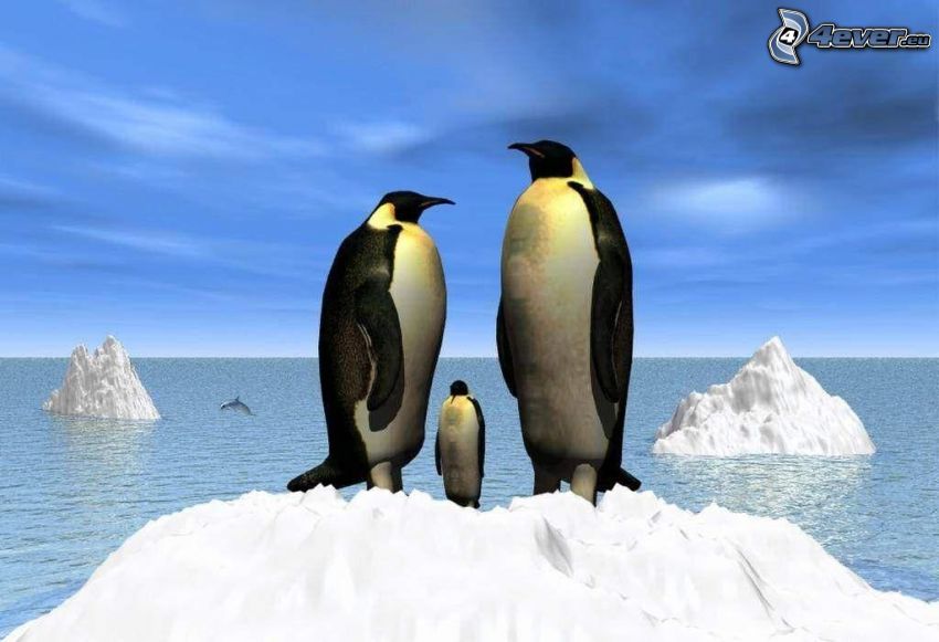 pingwiny, morze, lodowce