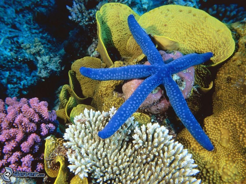 rozgwiazda, morskie dno, sasanki, koralowce
