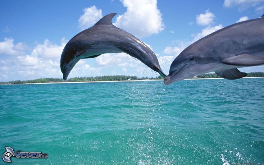 skaczące delfiny, morze