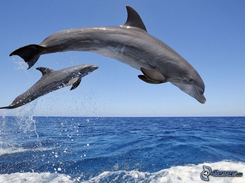 skaczące delfiny, morze
