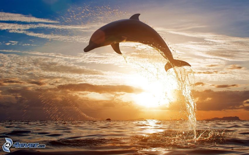 skaczący delfin, zachód słońca nad morzem