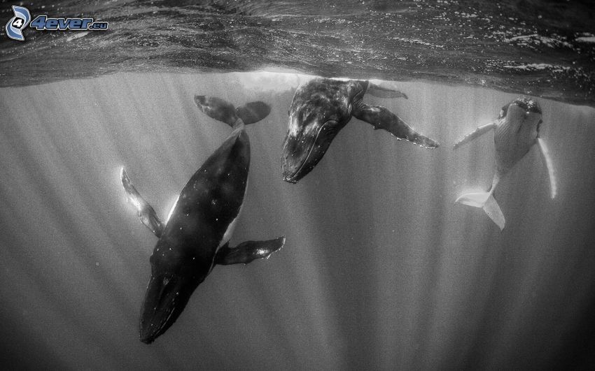 wieloryby, czarno-białe zdjęcie