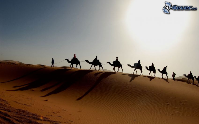 Beduini na wielbłądach, wielbłądy, piasek