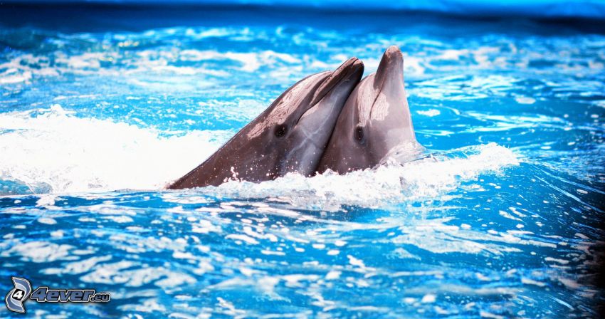 delfiny, miłość, woda