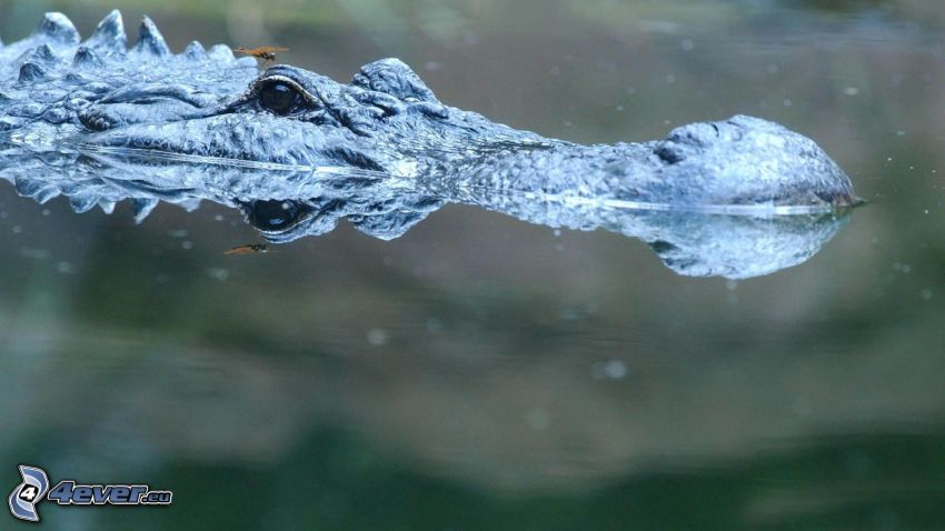 aligator, ważka