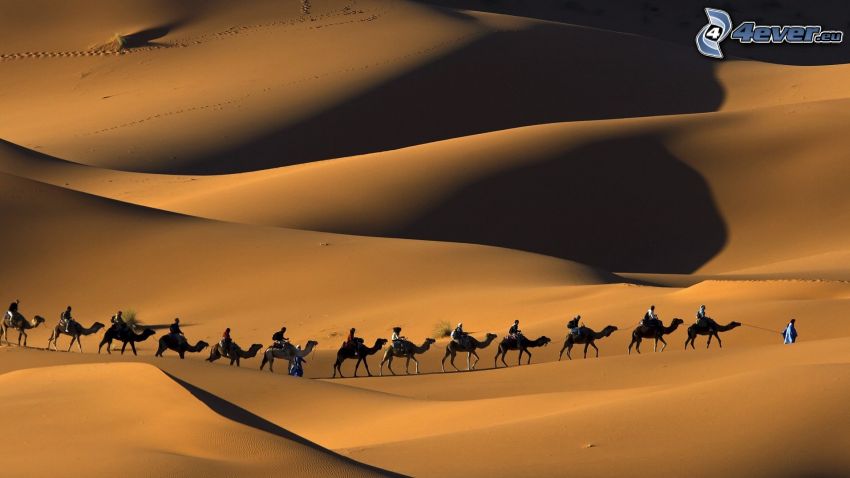 Beduini na wielbłądach, ludzie, wielbłądy, pustynia, piasek