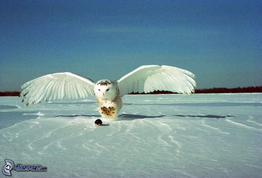 biała sowa, mysz, śnieg, niebo, skrzydła