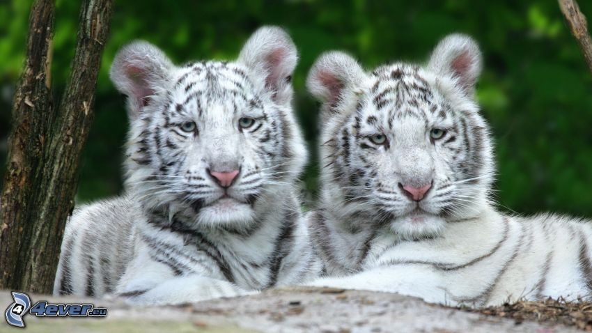 białe tygrysy