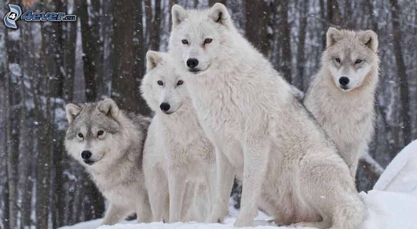białe wilki, śnieg