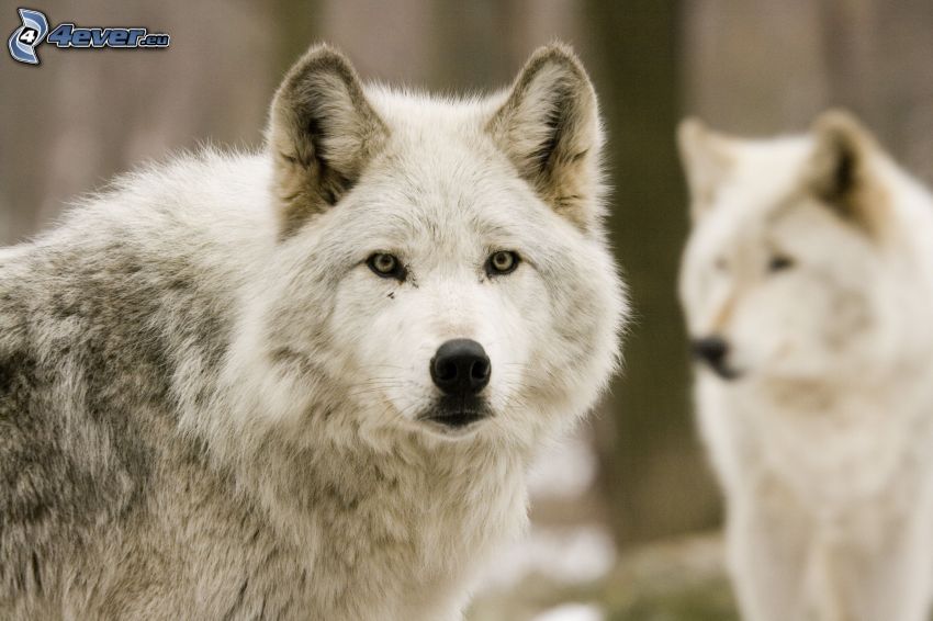 białe wilki