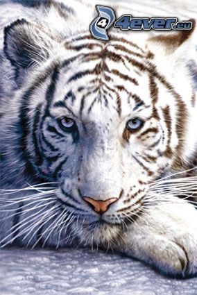 biały tygrys, zwierzę