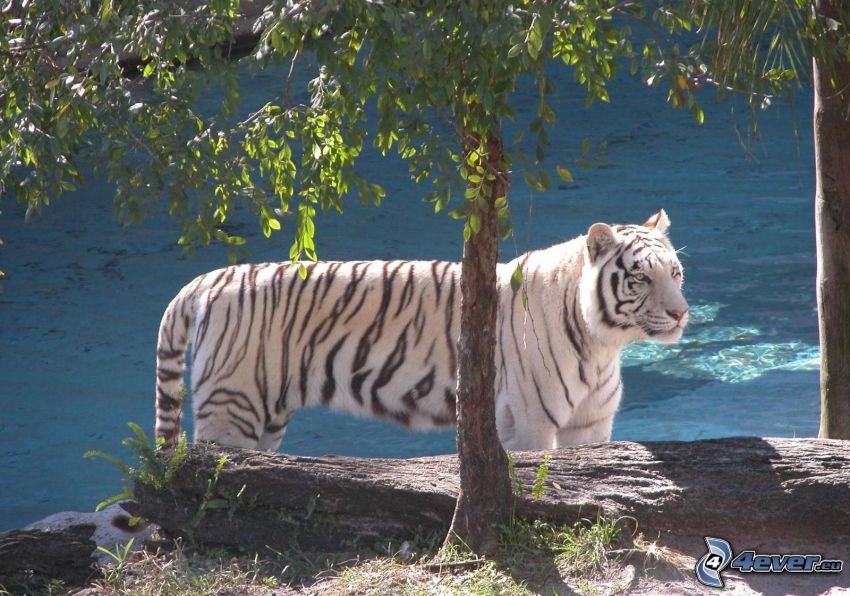 biały tygrys, zwierzęta, przyroda
