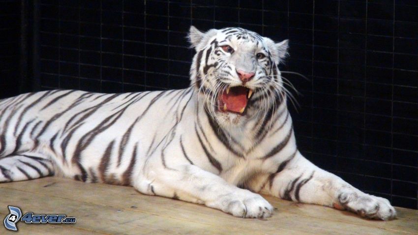 biały tygrys