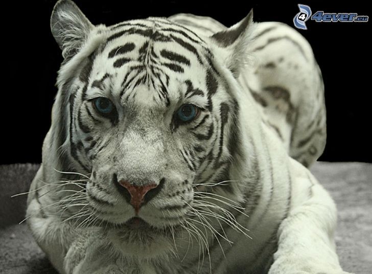 biały tygrys