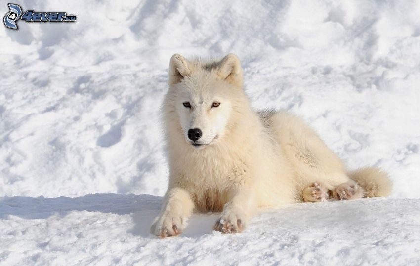 biały wilk, śnieg
