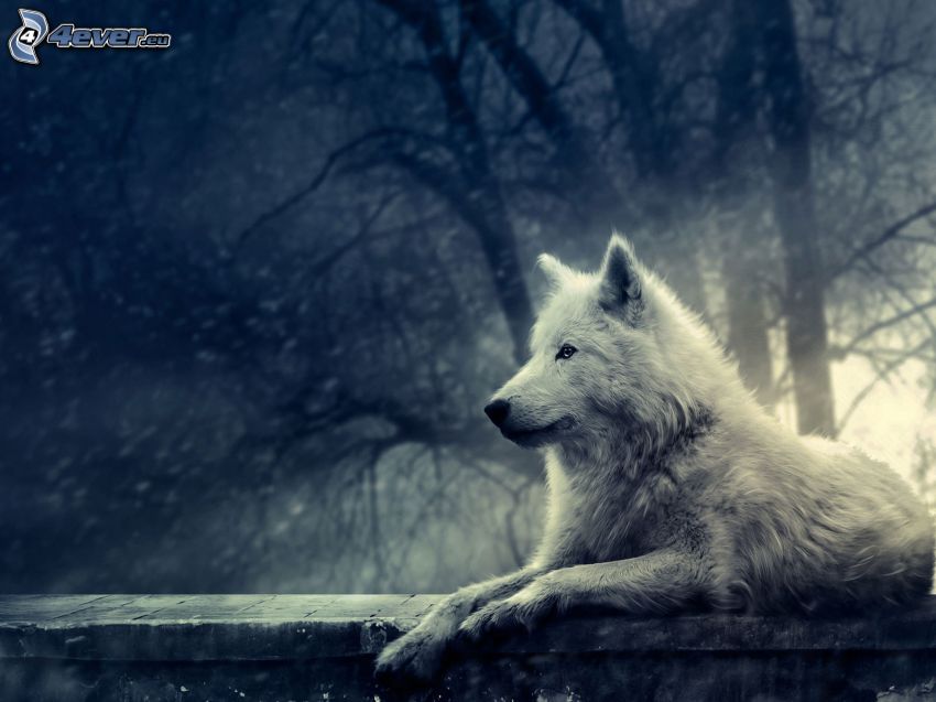 biały wilk