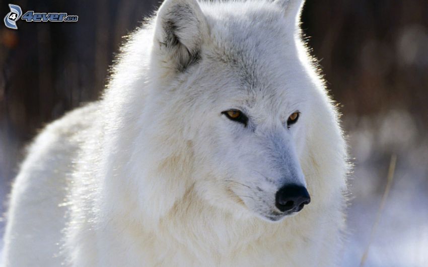 biały wilk