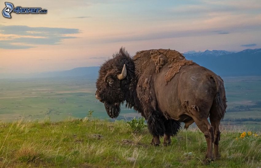 bizon, widok na krajobraz