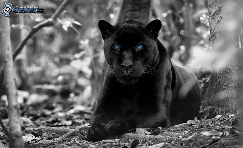 czarna pantera, czarno-białe zdjęcie