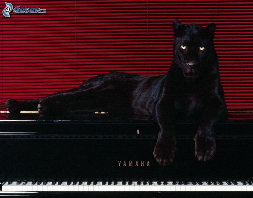 czarna pantera, fortepian