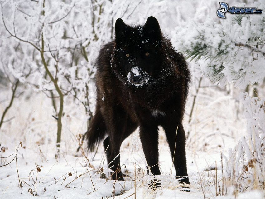 czarny wilk, śnieg, zima