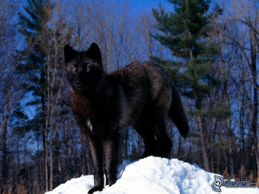 czarny wilk