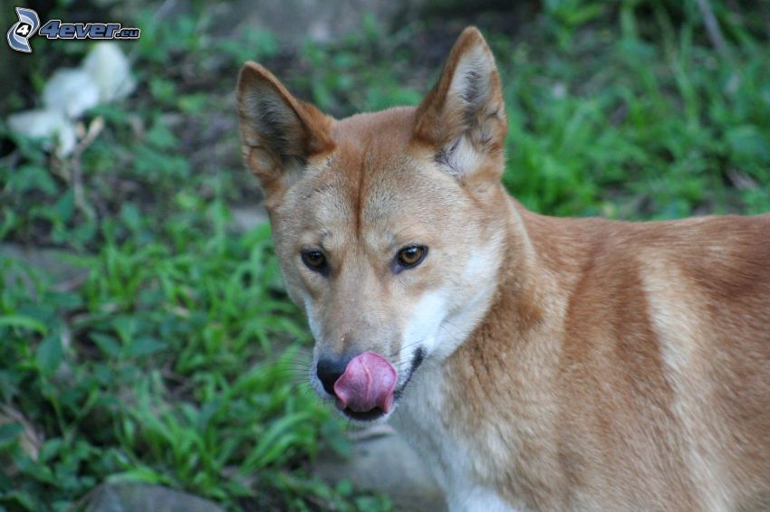 dingo, wystawiony język