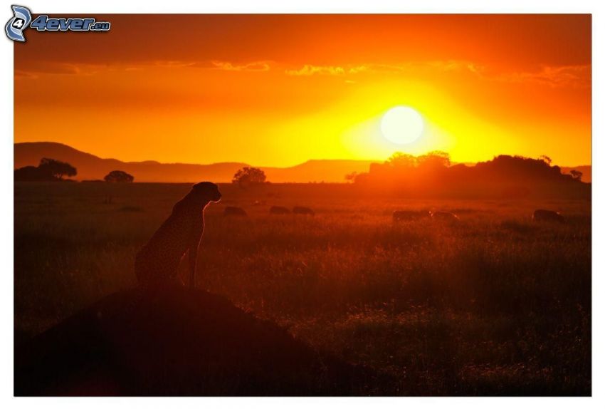 gepard, sylwetka, zachód słońca na sawannie, pomarańczowe niebo