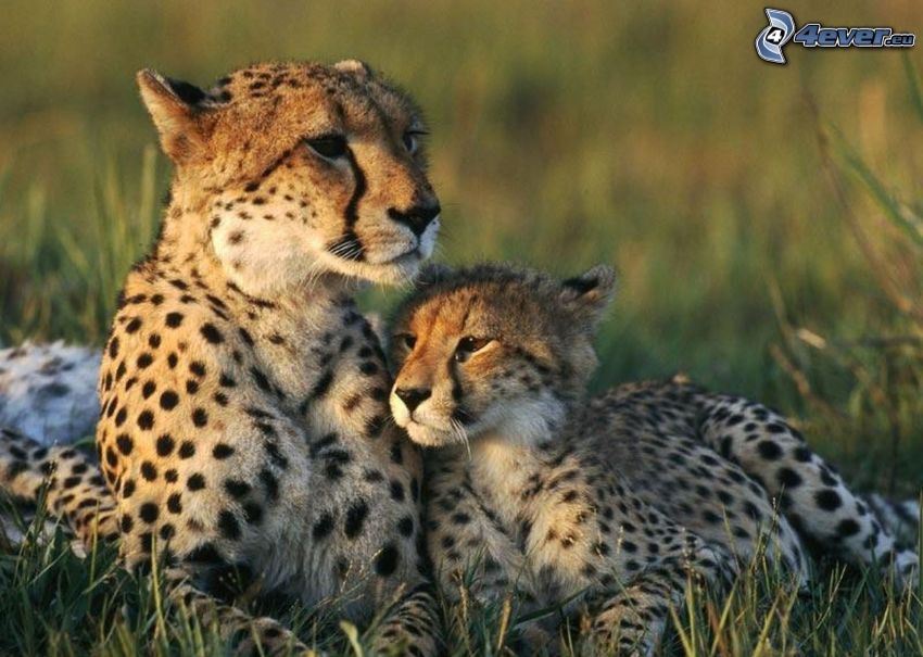 gepard z młodymi