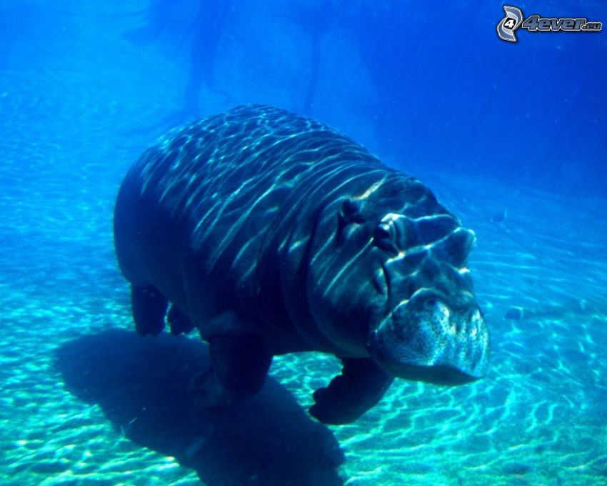hipopotam, niebieska woda
