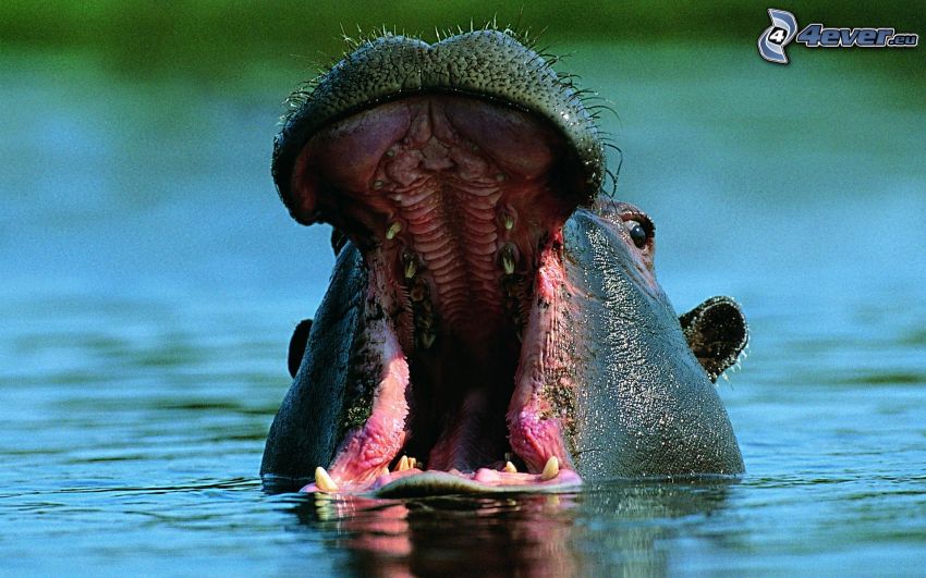 hipopotam, woda