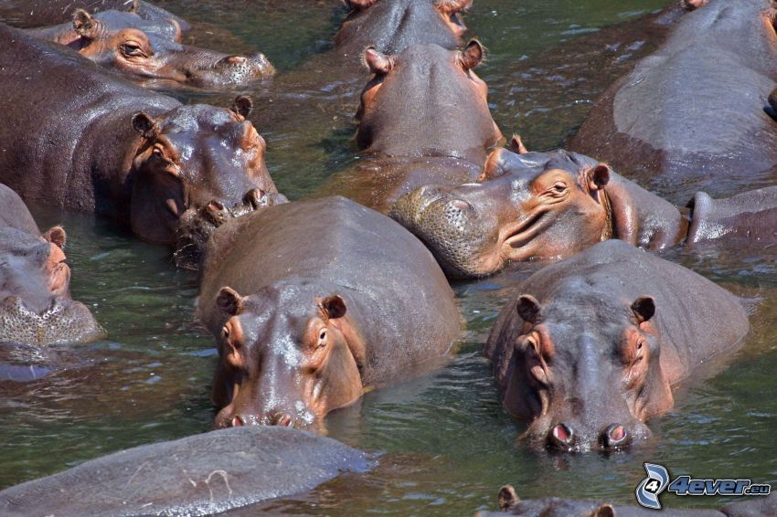 Hipopotamy
