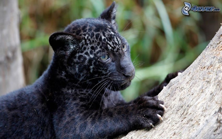 jaguar, młode