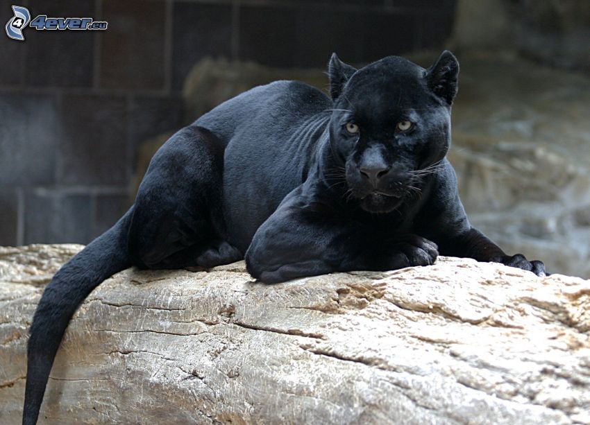 jaguar, plemię
