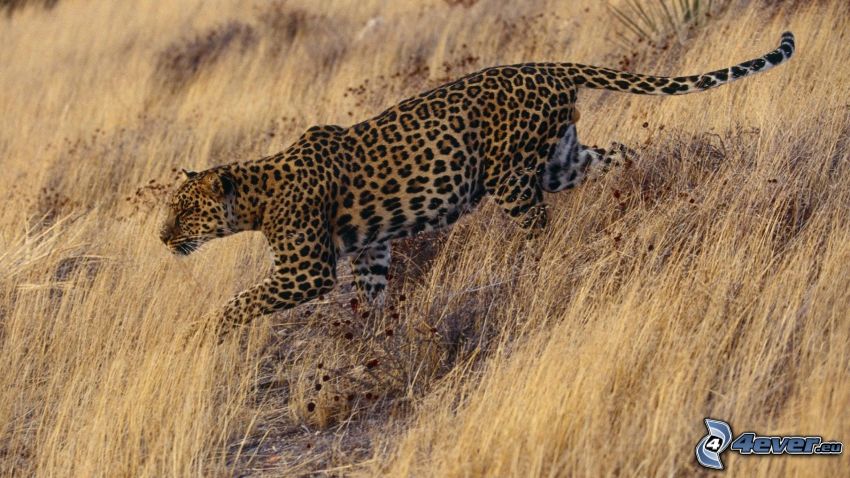 jaguar, sucha trawa
