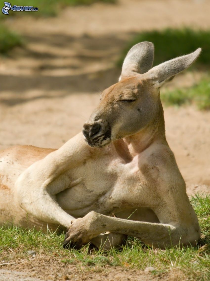 kangur, odpoczynek