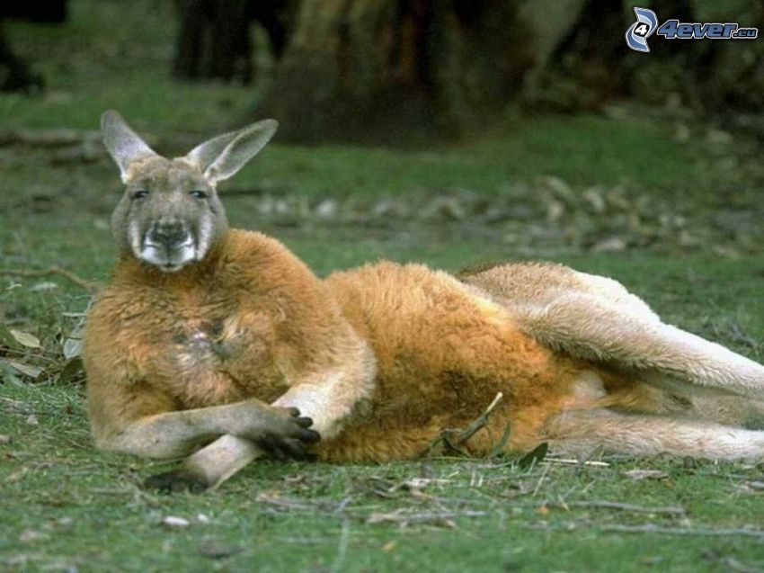 kangur, odpoczynek