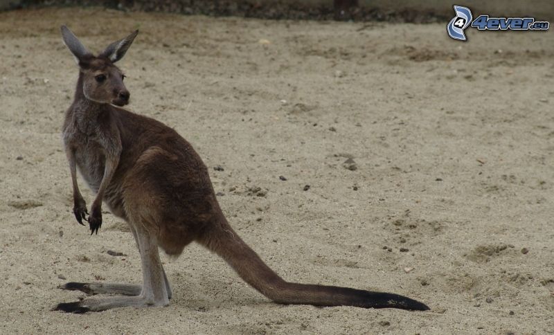 kangur, piasek