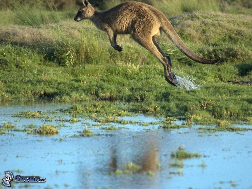 kangur, skok, kałuża