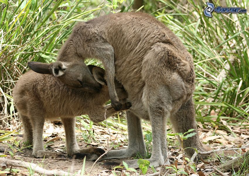 kangury, kangur